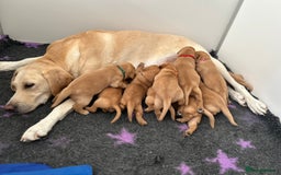 Labrador Retriever dogs for sale: Family/Working bred KC Labradors - Image 10