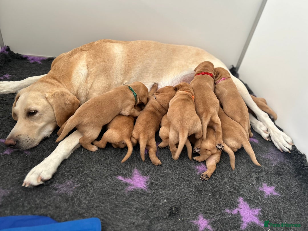 Labrador Retriever dogs for sale: Family/Working bred KC Labradors - Image 10