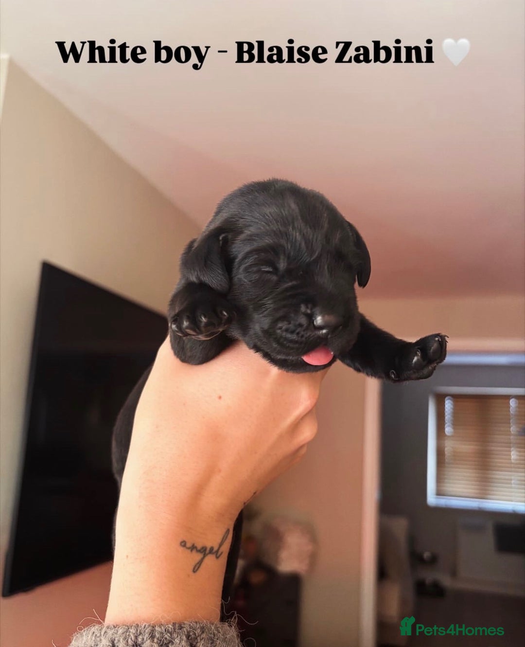 Labrador Retriever dogs for sale: Beautiful KC Labs / DRAKESHEAD - 1 BOY LEFT! - Advert 13