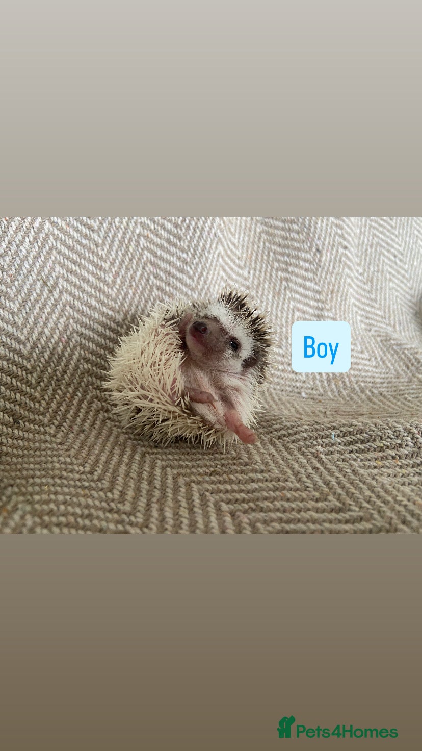 Pygmy Hedgehog rodents for sale: African Pygmy Hedgehogs  - Advert 4