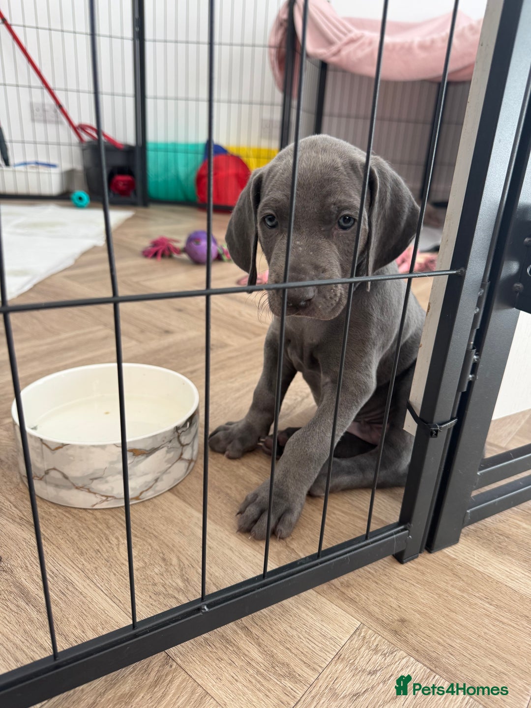 Weimaraner dogs for sale: 🐾 KC Weimaraners, ready now 🐾  - Advert 8