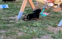 Welsh Terrier dogs for sale: Stunning KC reg PLL CLEAR Welsh terrier puppies in Dronfield - Image 12