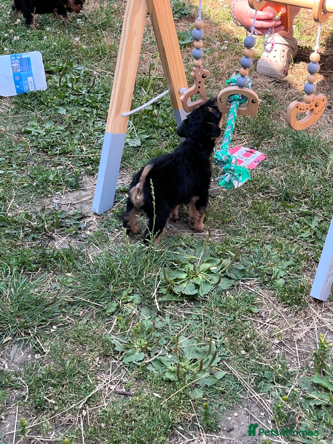 Welsh Terrier dogs for sale: Stunning KC reg PLL CLEAR Welsh terrier puppies in Dronfield - Image 12
