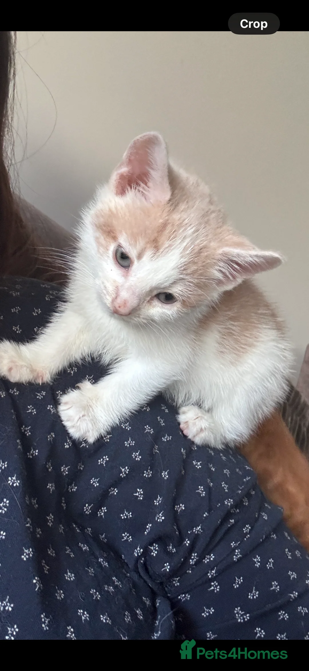 Turkish Angora cats for sale: ❤️ The most loving boy  - Advert 3