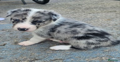 Border Collie dogs - Advert 14