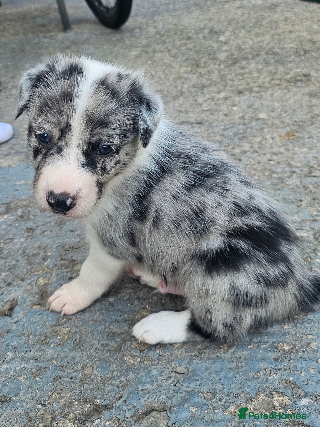 Border Collie dogs for sale: Unique blue eyed blue merle border collie puppies - Image 4
