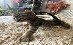 Mixed Breed cats for sale: 7 Half Snow Bengal kittens - Image 29