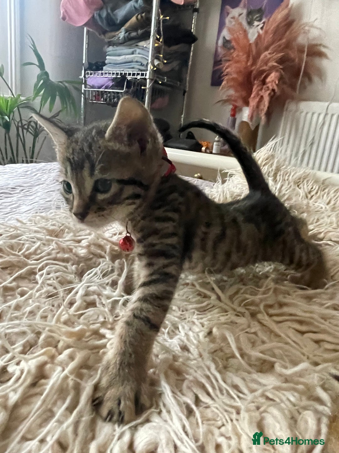 Mixed Breed cats for sale: 7 Half Snow Bengal kittens - Image 29