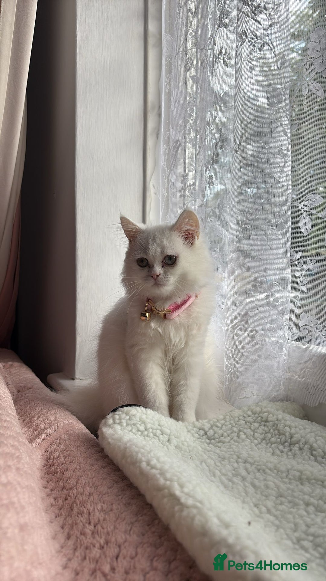 Persian cats for sale: Persian female kitten Lily  - Image 6