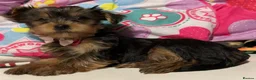 Yorkshire Terrier dogs for sale: Healthy Yorkshire Terrier puppies - Advert 3