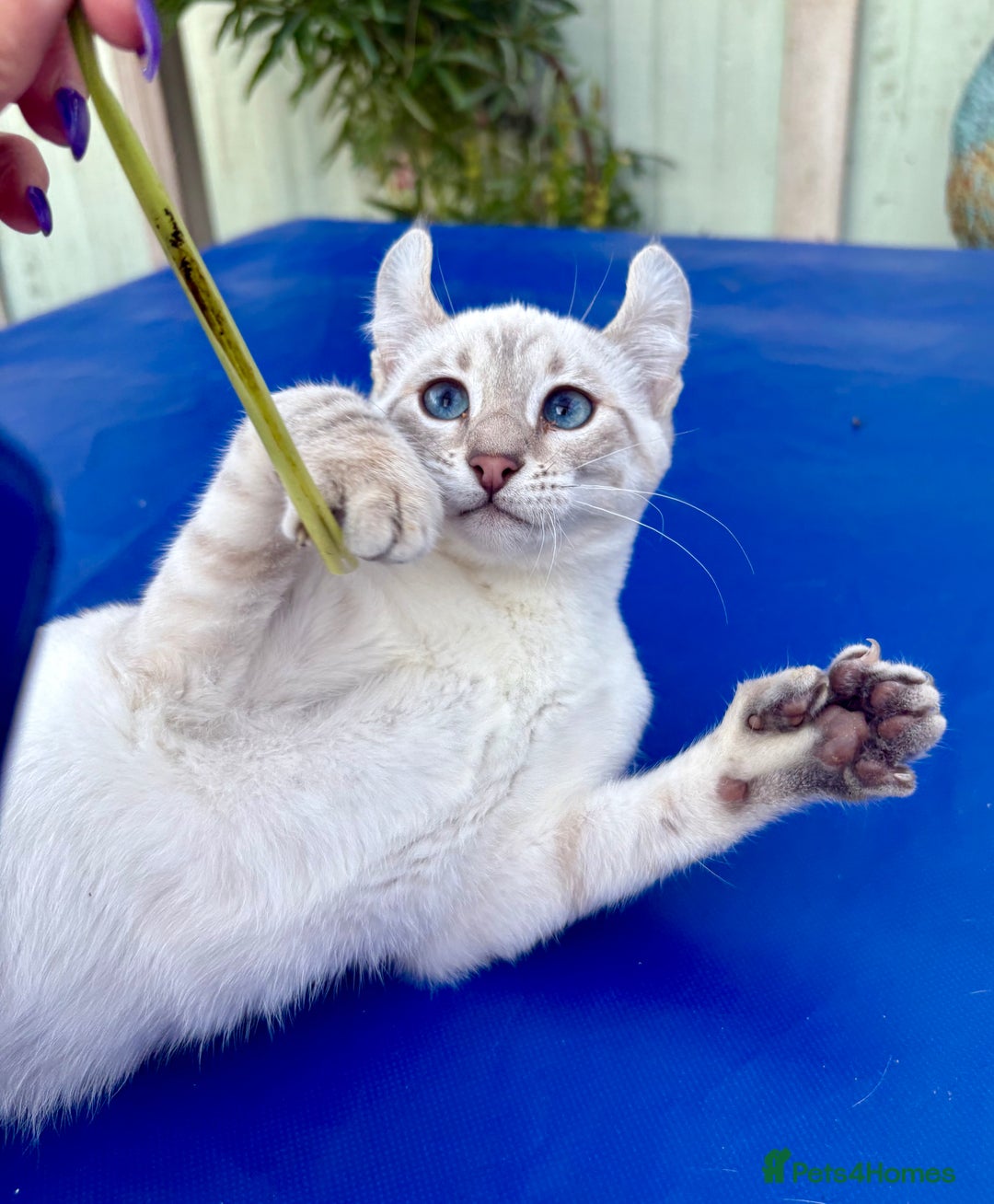 Savannah cats for sale: Superb polydactyl curled eared snow leopard  - Image 11