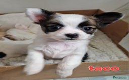 Chihuahua dogs for sale: Chihuahuas puppy's   - Image 23