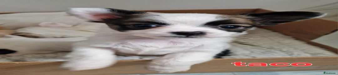 Chihuahua Puppy 5
