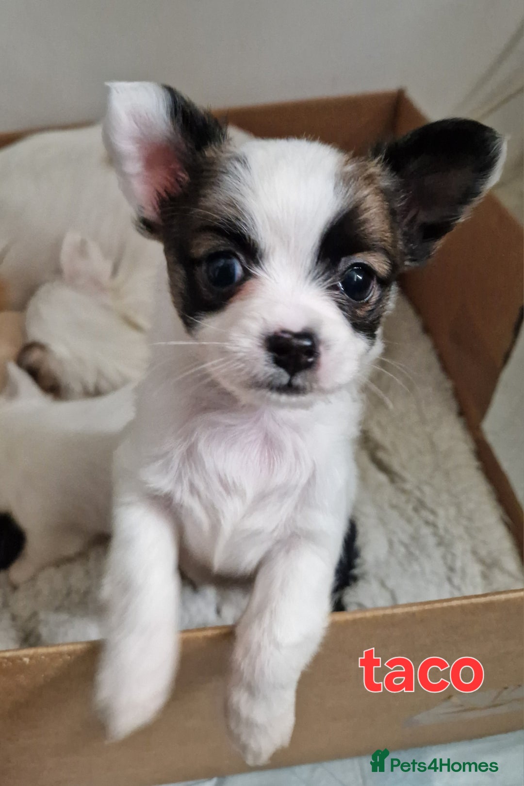 Chihuahua dogs for sale: Chihuahuas puppy's   - Image 23