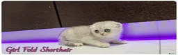 Scottish Fold cats for sale: Scottish Fold kittens - Advert 3