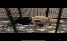 Labrador Retriever dogs for sale: Labrador puppies for sale Kent - Image 10