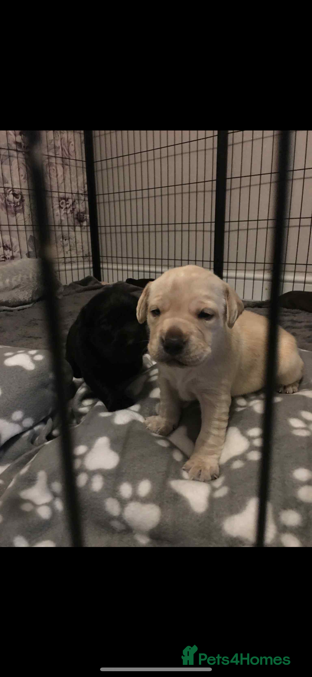 Labrador Retriever dogs for sale: Labrador puppies for sale Kent - Image 10