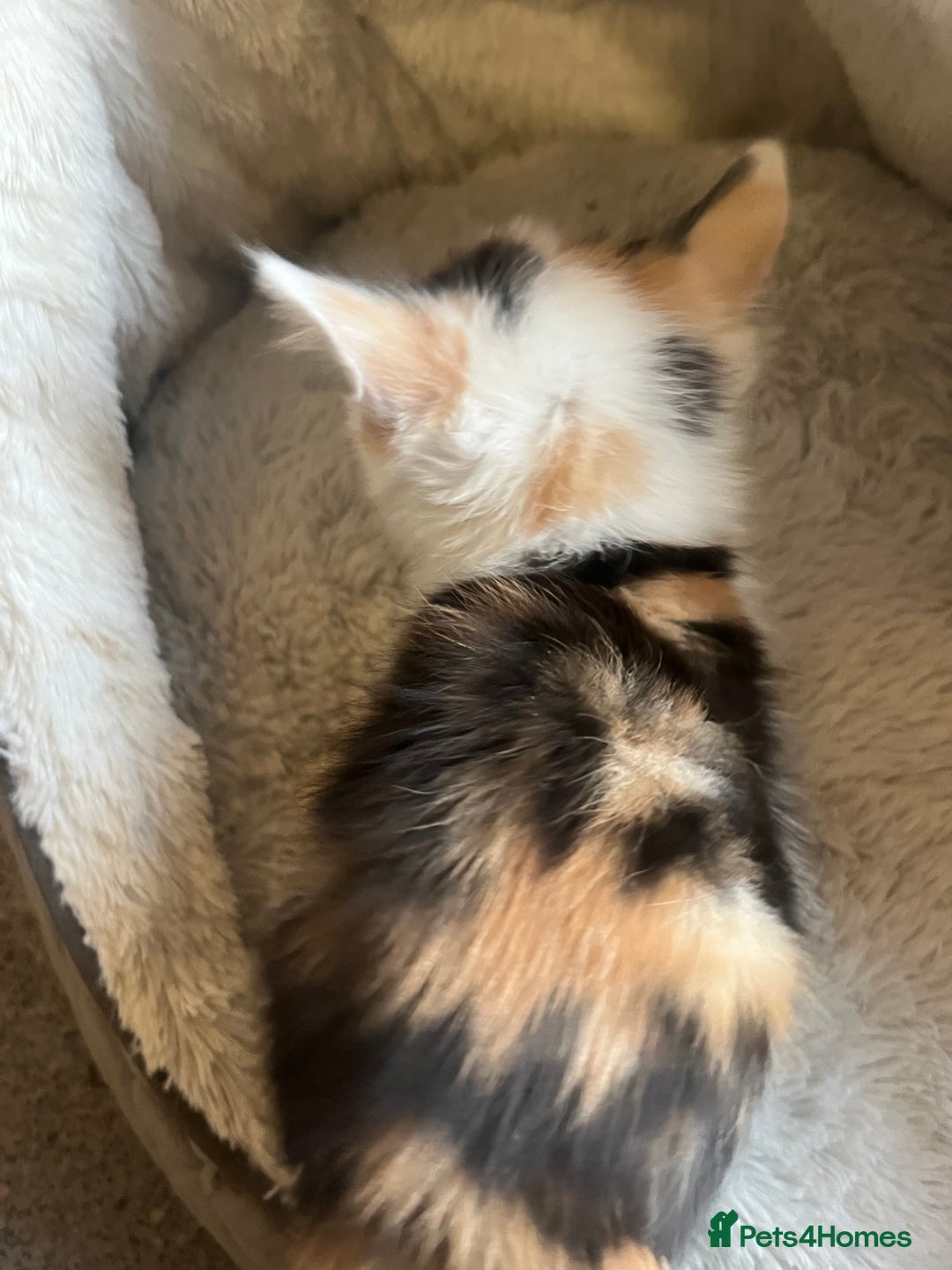 Mixed Breed cats for sale: 🐾 Beautiful 8 week old Calico Female Kittens - Advert 7