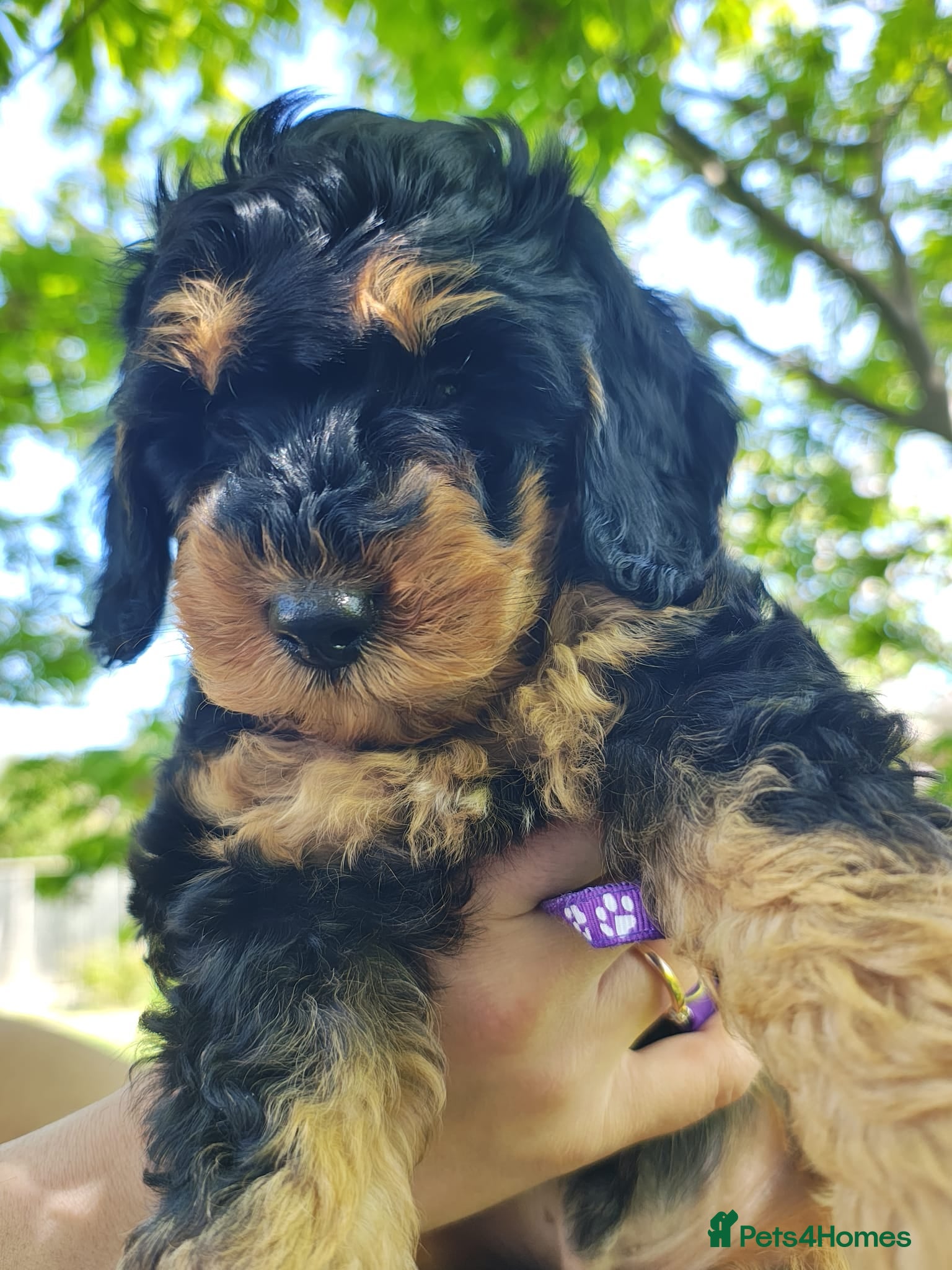 Cockapoo dogs Gorgeous Cockapoo puppies F1B - Advert 13