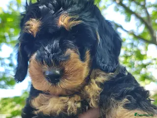 Cockapoo dogs Gorgeous Cockapoo puppies F1B - Advert 13