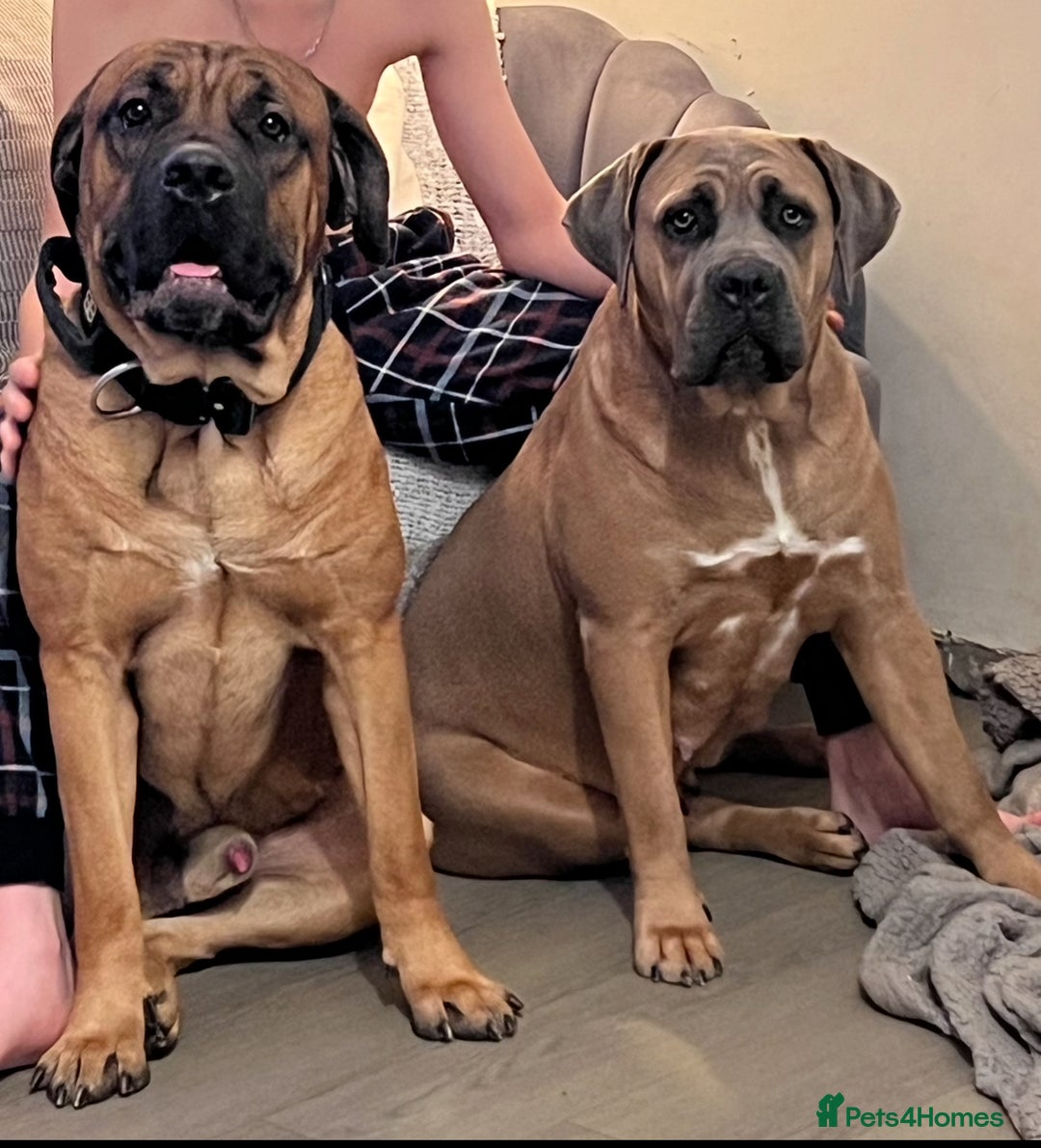Cane Corso dogs for sale: Cane Corso puppies - Image 7