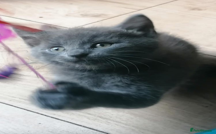 Mixed Breed cats - Advert 2
