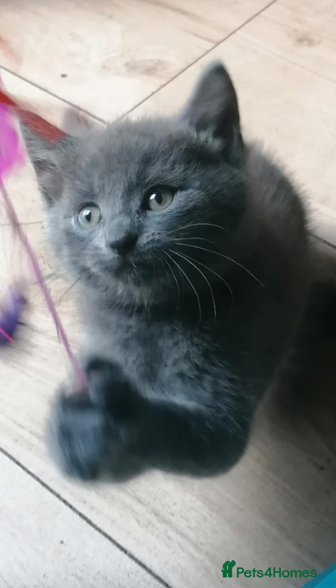 Mixed Breed cats for sale: Kittens - Image 1