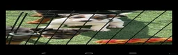Jack Russell dogs for sale: Beautiful jack Russell puppies  in Burford - Advert 5
