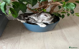 British Shorthair cats for sale:  BSH SILVER CLASSIC TABBY - Image 2