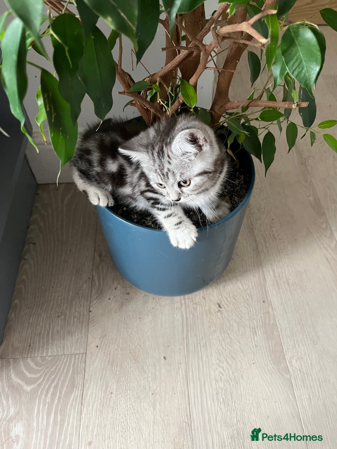 British Shorthair cats for sale:  BSH SILVER CLASSIC TABBY - Image 2