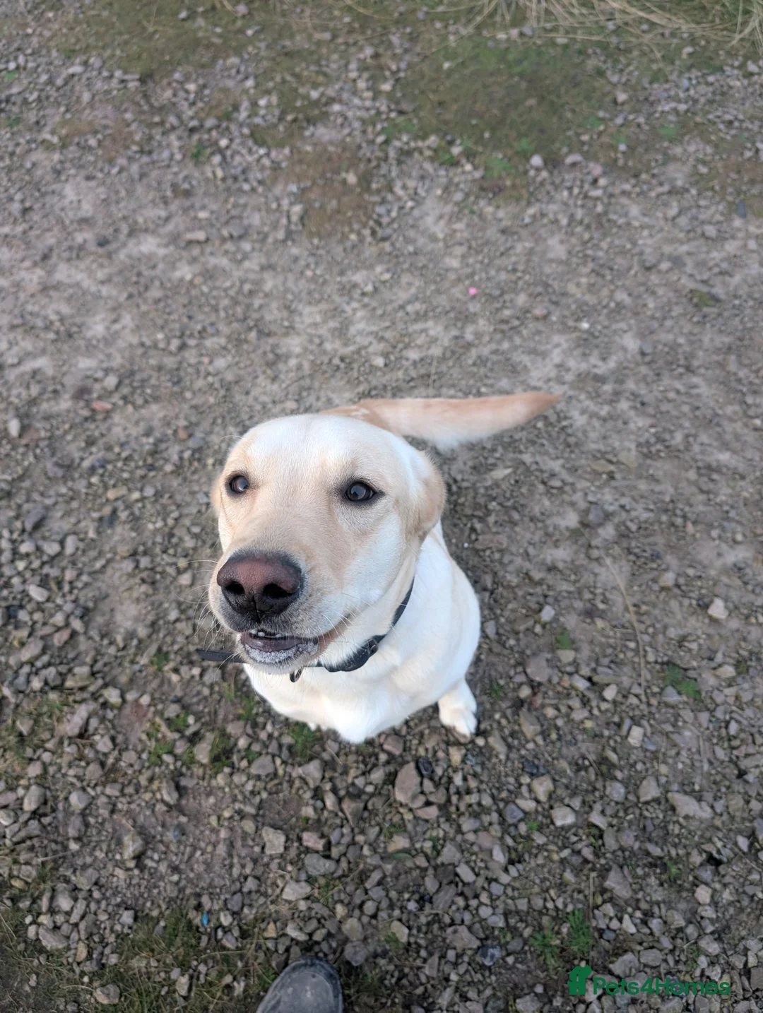 Labrador Retriever dogs for sale: 13 month old female Labrador for rehoming  - Advert 3