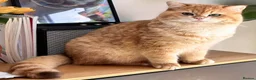 British Shorthair cats for sale: Rehome a 2 years old BSH golden male - Advert 7