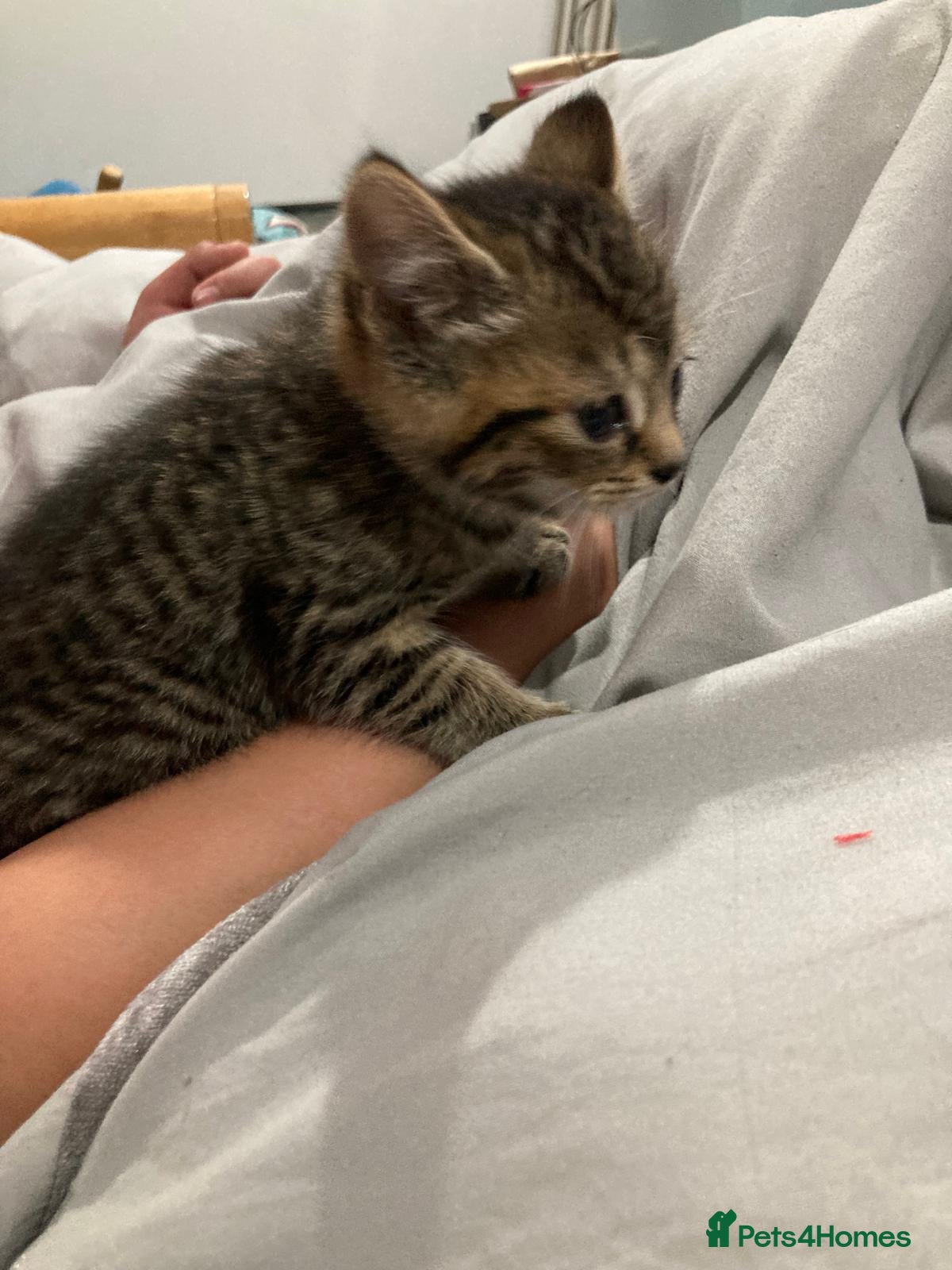 Mixed Breed cats Lovely kitten ready  for new home  - Advert 2