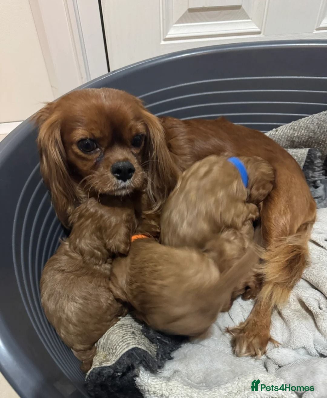 Cavalier King Charles Spaniel dogs Cavalier King Charles Spaniel Puppies - Advert 1