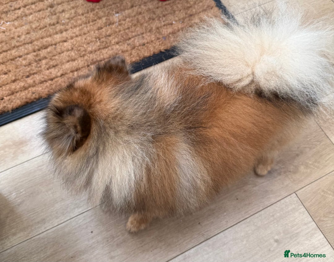 Pomeranian dogs for sale: Very fluffy Orange Sable Pomeranian boy  - Advert 15