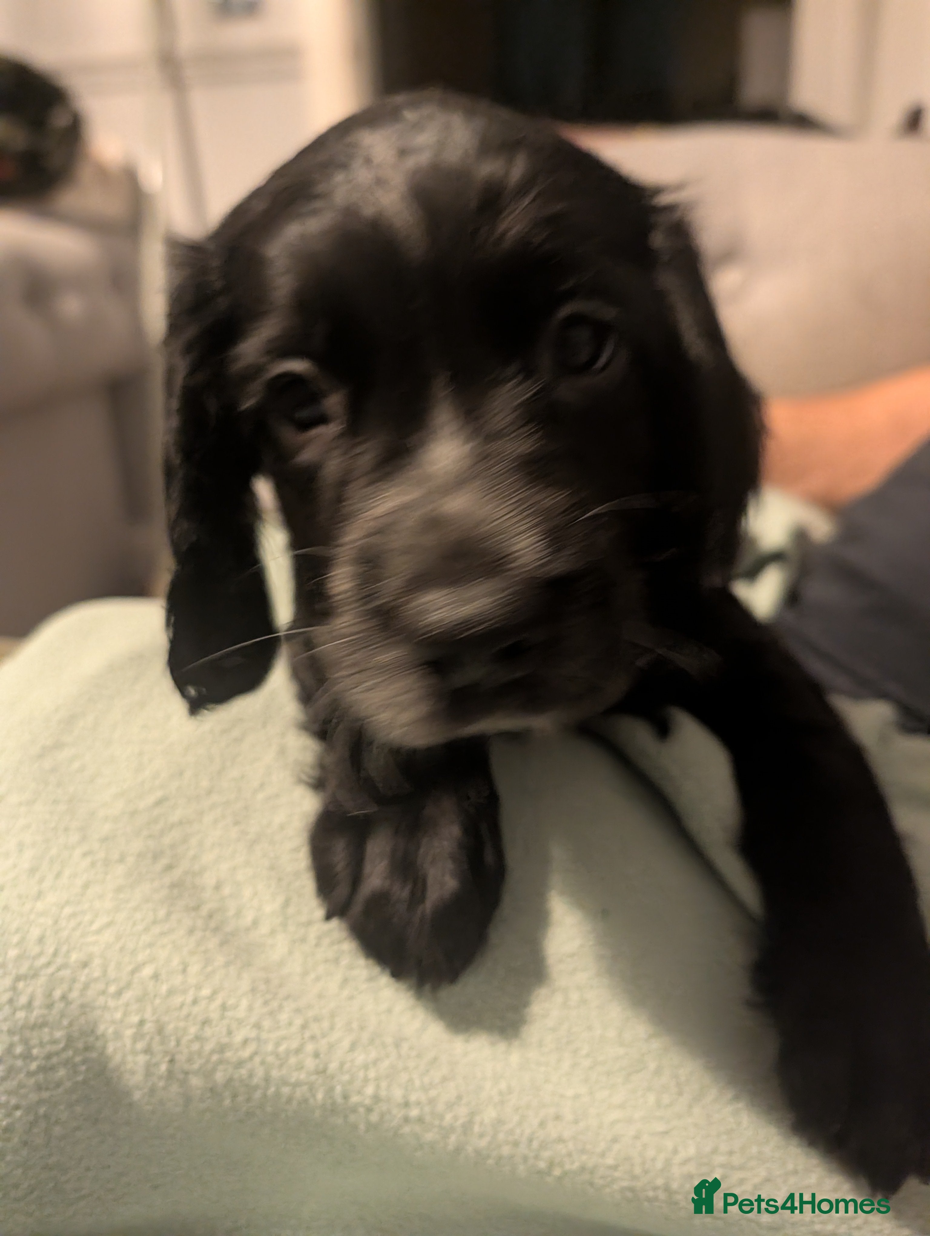 Sprocker dogs Sprocker Spaniel pups! 1 Girl & 2 boys available. - Advert 15