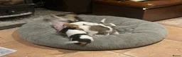 Jack Russell dogs for sale: Short legged rough haired Jack Russell puppies  - Advert 14
