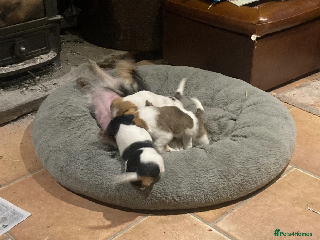 Jack Russell dogs for sale: Short legged rough haired Jack Russell puppies  - Advert 14