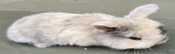 Mini Lop rabbits for sale: STUNNING PURE BRED MINI LOPS MUST SEE - Advert 2