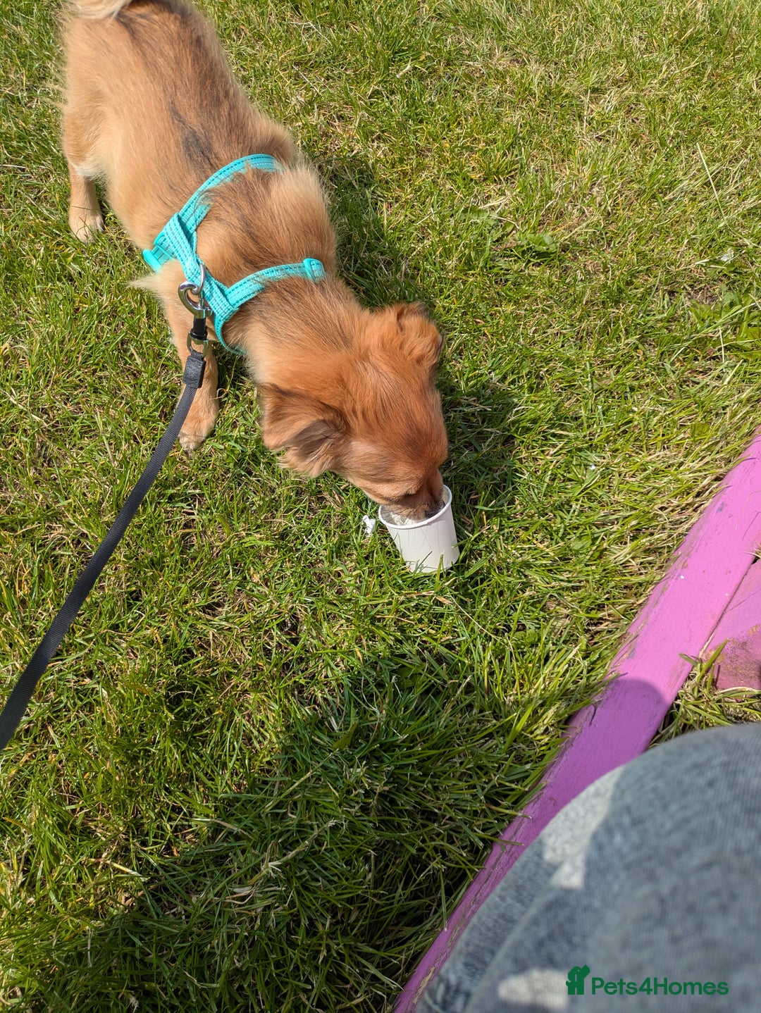 Pomchi dogs for sale: Pomchi - Image 7