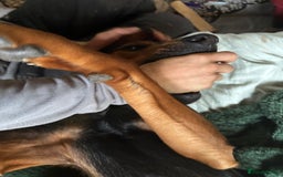 Mixed Breed dogs for sale: 2 year old, mix breed male, Ted  - Image 5