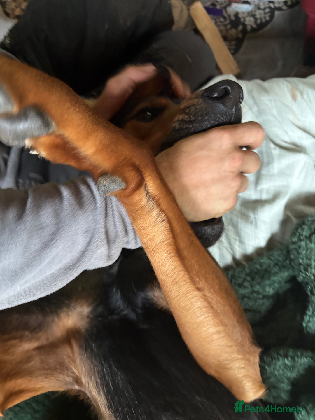 Mixed Breed dogs for sale: 2 year old, mix breed male, Ted  - Image 5