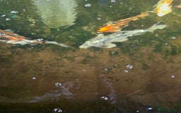 Koi Carp fish for sale: Mixed koi - Image 2