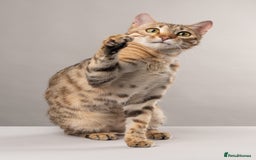 Bengal cats for sale: 🔥Retired Bengal Queen imported from france 🔥 - Image 8
