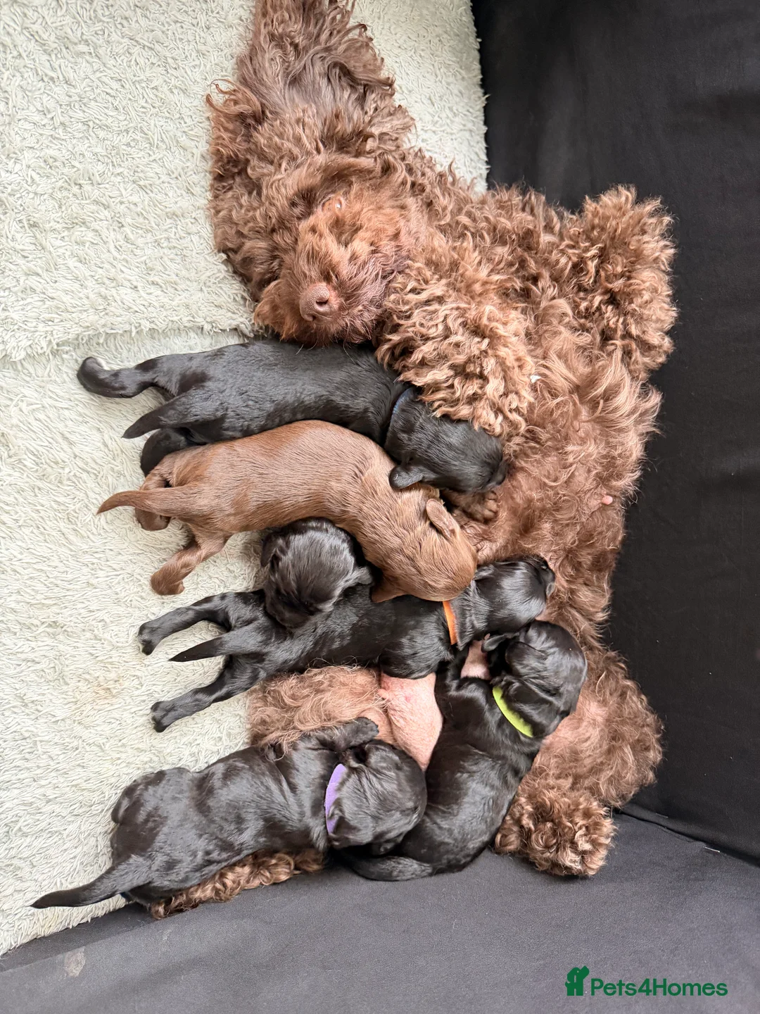 Cockapoo dogs for sale: F1B Cockapoo Puppies - From a Family Home. - Advert 1