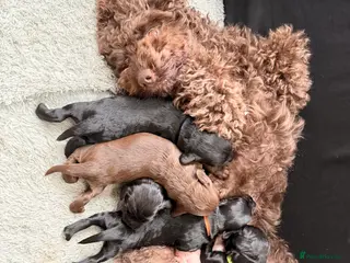 Cockapoo dogs F1B Cockapoo Puppies - From a Family Home. - Advert 2