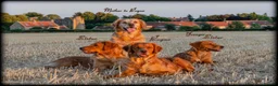 Golden Retriever dogs for sale: KC 𝑫𝒂𝒓𝒌 𝑹𝒆𝒕𝒓𝒊𝒆𝒗𝒆𝒓 𝑷𝒖𝒑𝒑𝒊𝒆𝒔 - Advert 3