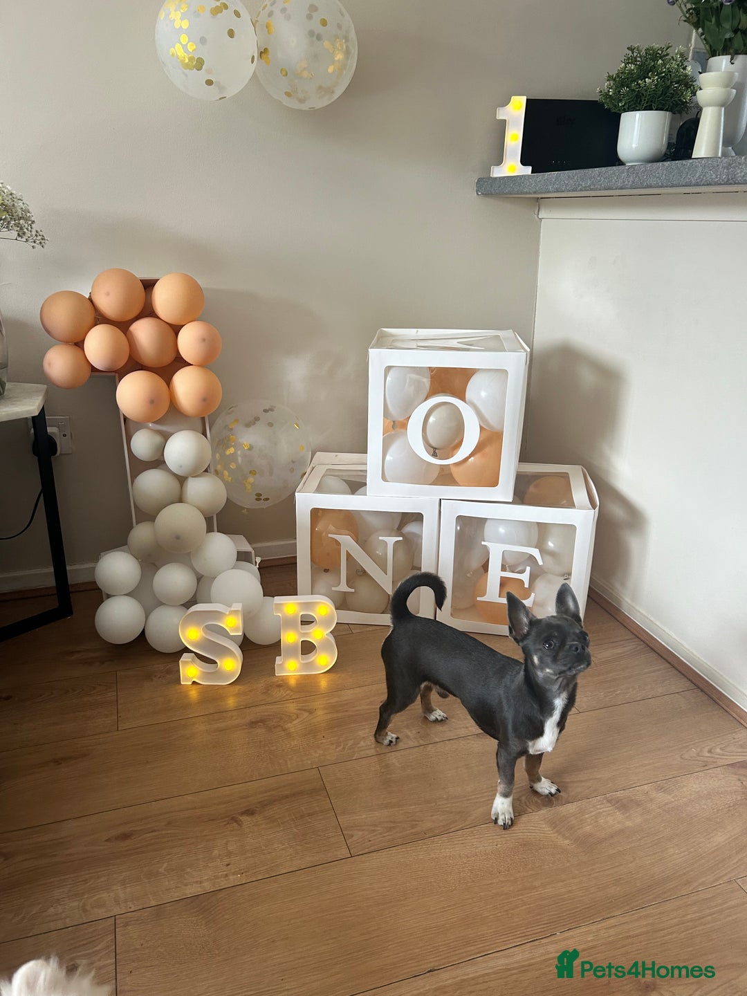 Chihuahua dogs for stud: Stud only. Full pedigree lilac chihuahua £300 - Advert 17