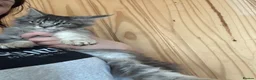 Maine Coon cats for sale: Sliver tabby mainecoon - Advert 5