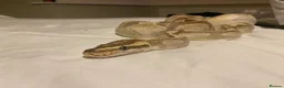 Python Snake reptiles for sale: Ball Python + full setup in London - Advert 3